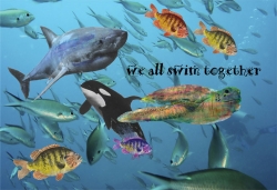 We All Swim Together 