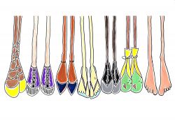 United Colors - Feet